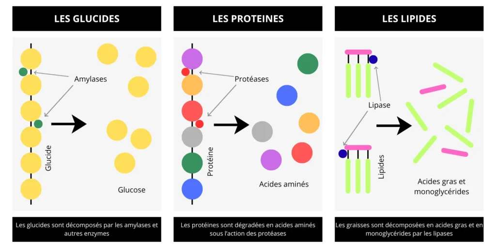 Ma démarche de diététicienne nutritionniste 1 Ma demarche 6