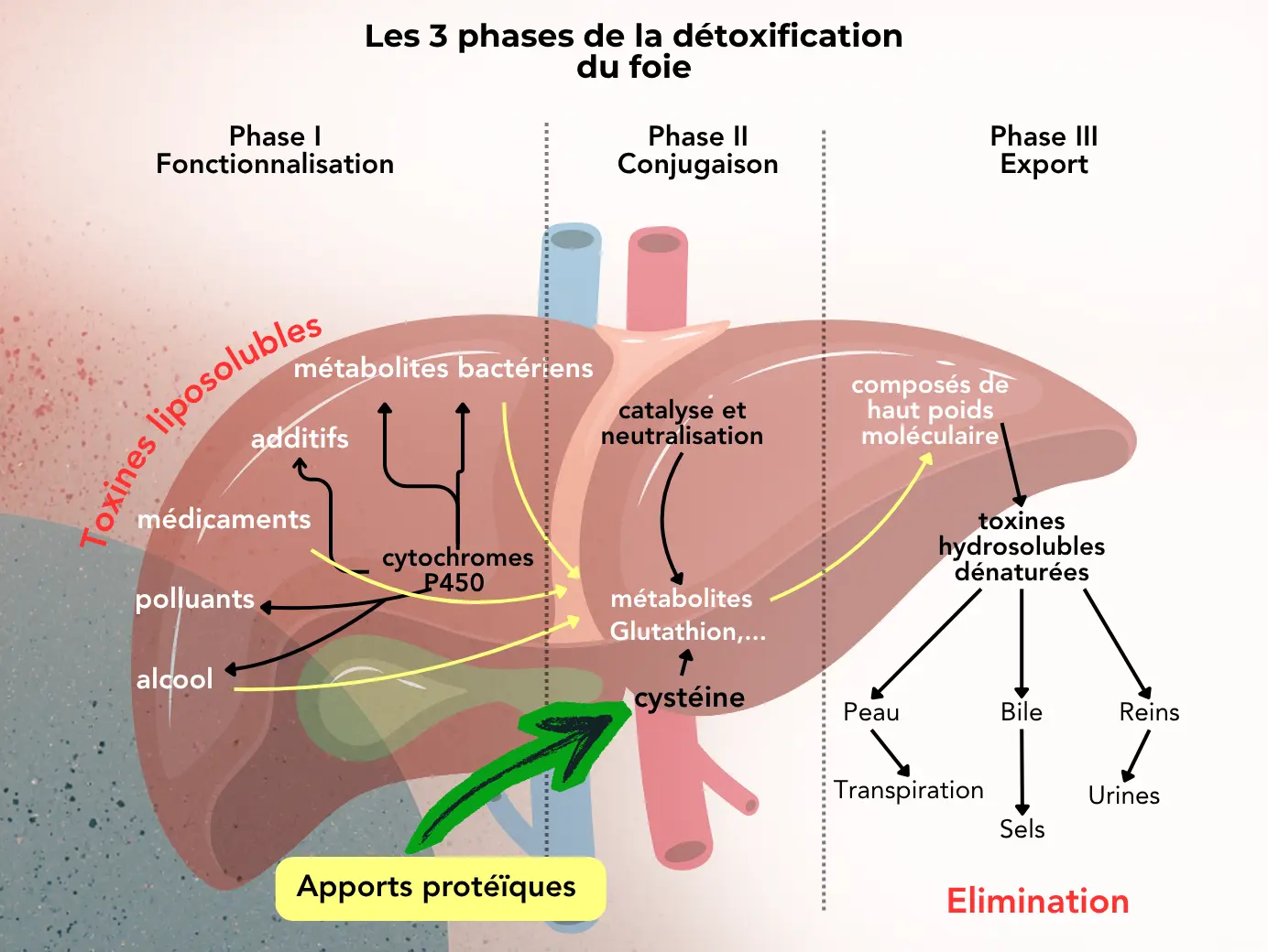 Détoxification
